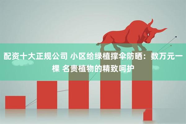 配资十大正规公司 小区给绿植撑伞防晒：数万元一棵 名贵植物的精致呵护