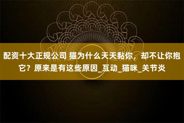 配资十大正规公司 猫为什么天天黏你，却不让你抱它？原来是有这些原因_互动_猫咪_关节炎